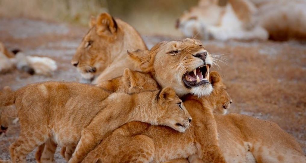 3-Day Serengeti Safari Adventure