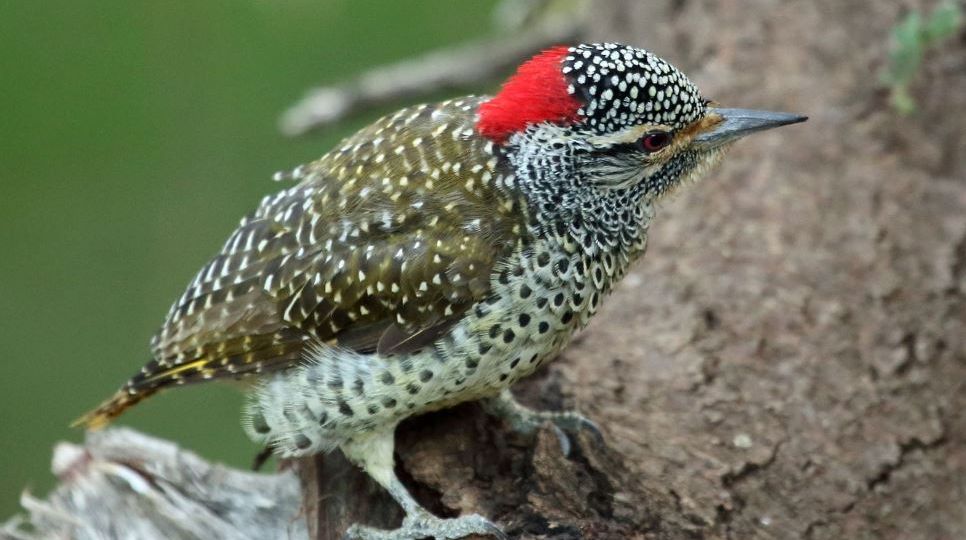 Discover the Unique Bird Species of Tanzania