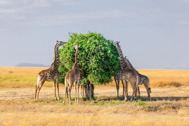 Group-Giraffe-Eating-Leaves