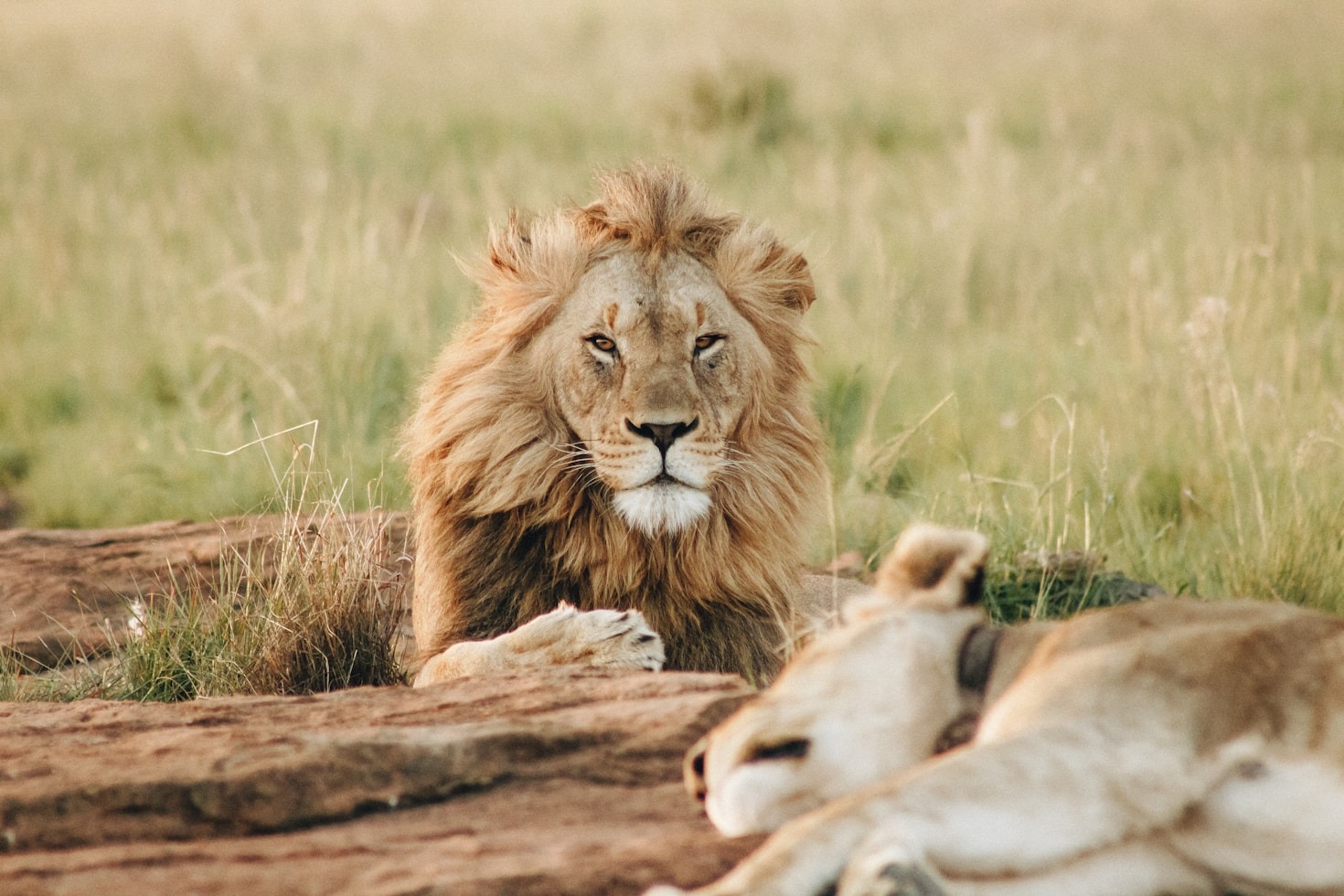 The Best Seasons For East African Wildlife